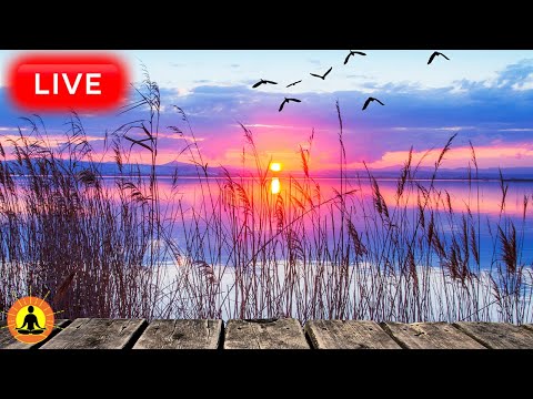 🔴 Relaxing Sleep Music 24/7, Calm Music, Yoga, Sleep Meditation, Spa, Study Music, Sleeping Music