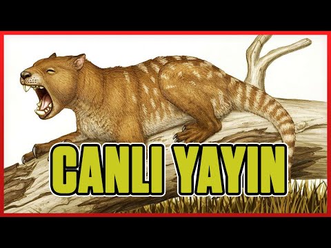 Max LVL Thylacoleo | CANLI YAYIN | ark survival evolved türkçe