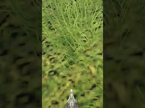 When you hear a Gallimimus | Ark: Survival Evolved