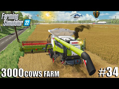 SOYBEANS Harvest and LOAD with CLAAS LEXION 🌾 | 3000 COWS Farm | Farming Simulator 22
