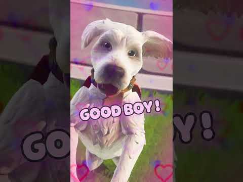 Good boy Krypto! Here’s a treat 💥