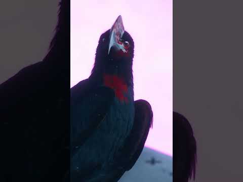 Prefer to scavenge for loot solo? Rook may be the Runner Shell for you.