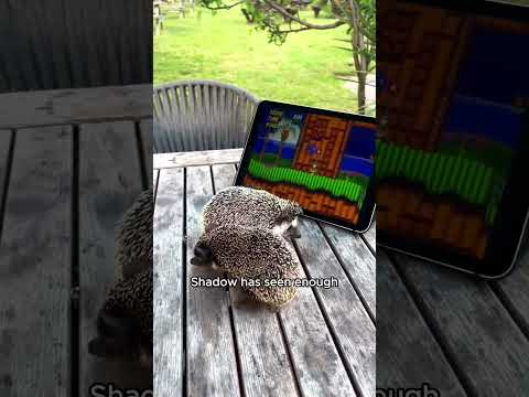 Live Sonic and Shadow Reaction